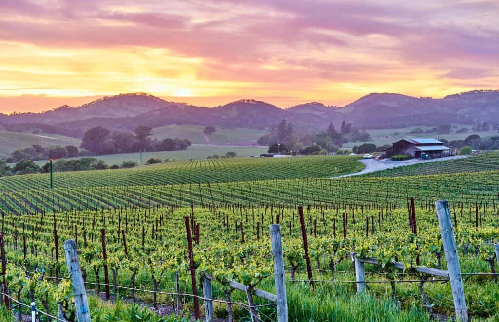 Vineyards landscape at sunset in California, USA