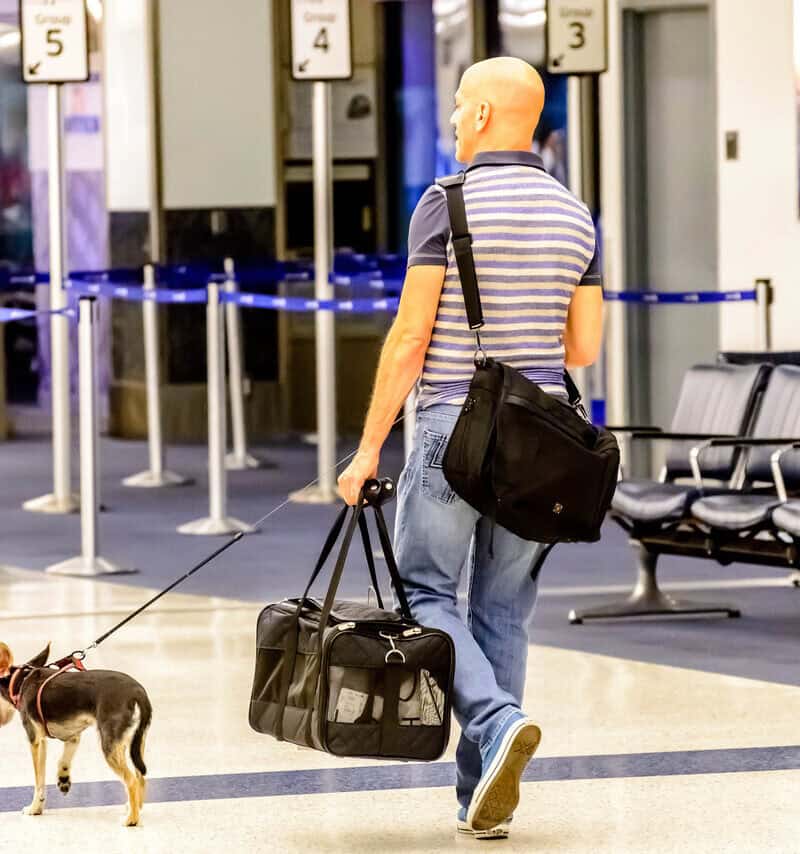 14 Ways To Make Traveling With Pets Easier
