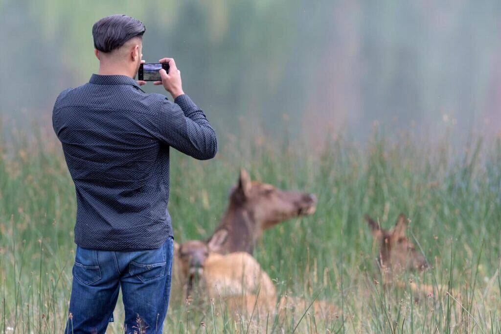 tourist photographing elk from a safe distance,