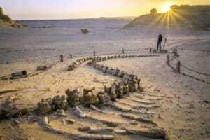 Wadi Al Hitan whale fossils in desert