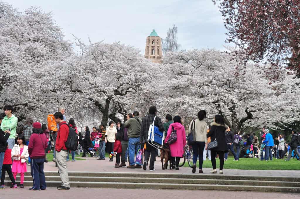 Seattle, Washington: UW Quad Blossoms