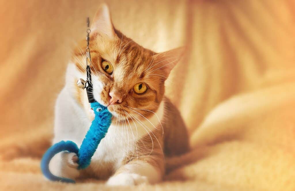 Cat playing with its favorite toy while traveling