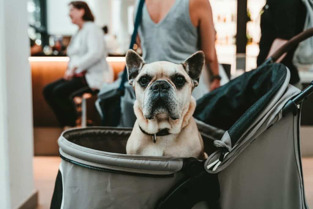 Dog in an airline-approved crate 