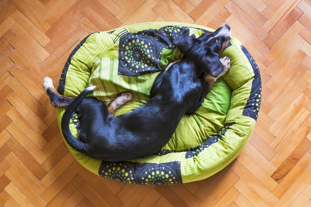 Dog sleeping on its favorite blanket in a hotel room