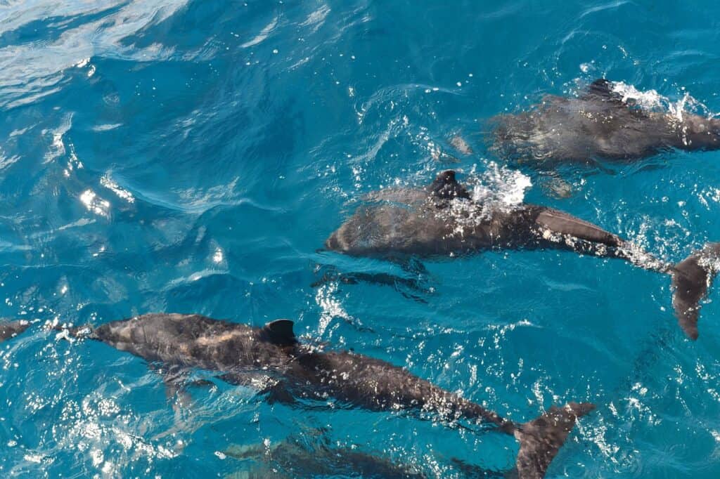Dolphins, Summer, Fernando de noronha image