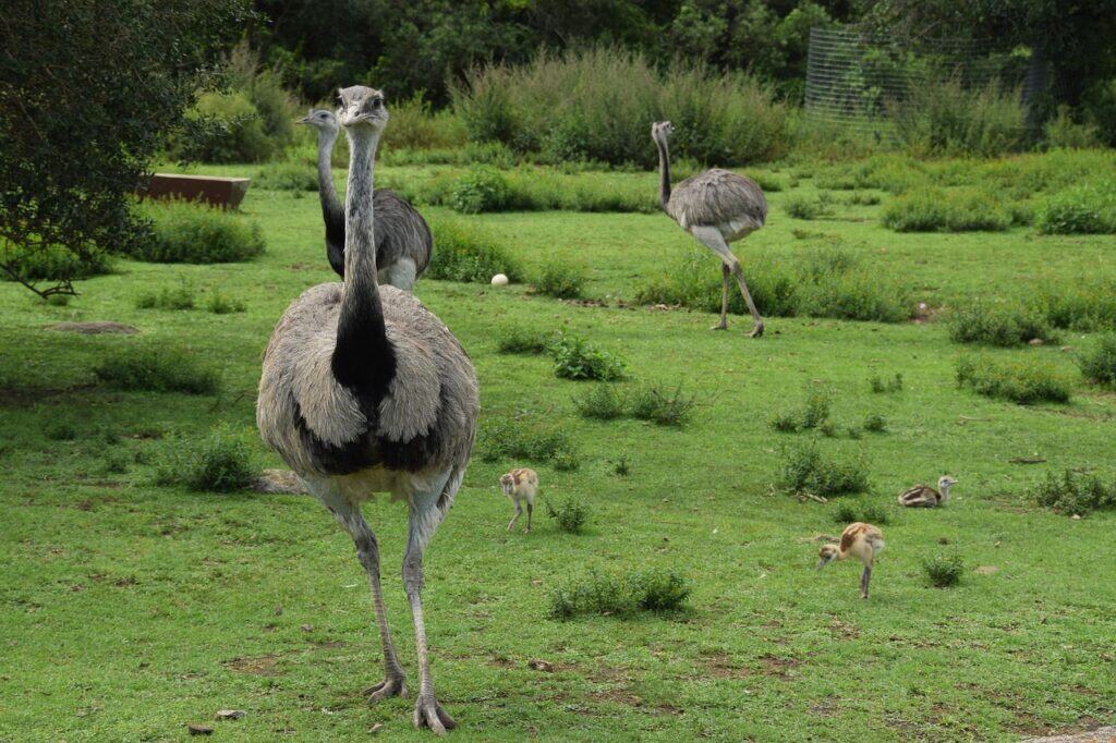 Emu