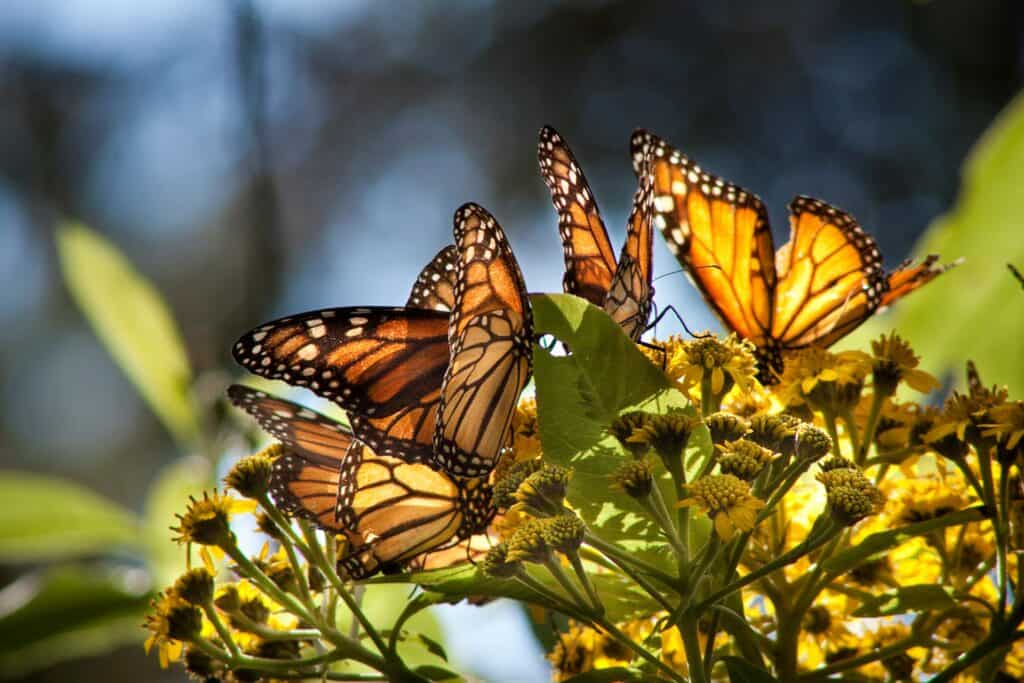Monarch Overwintering, Pacific Grove, California