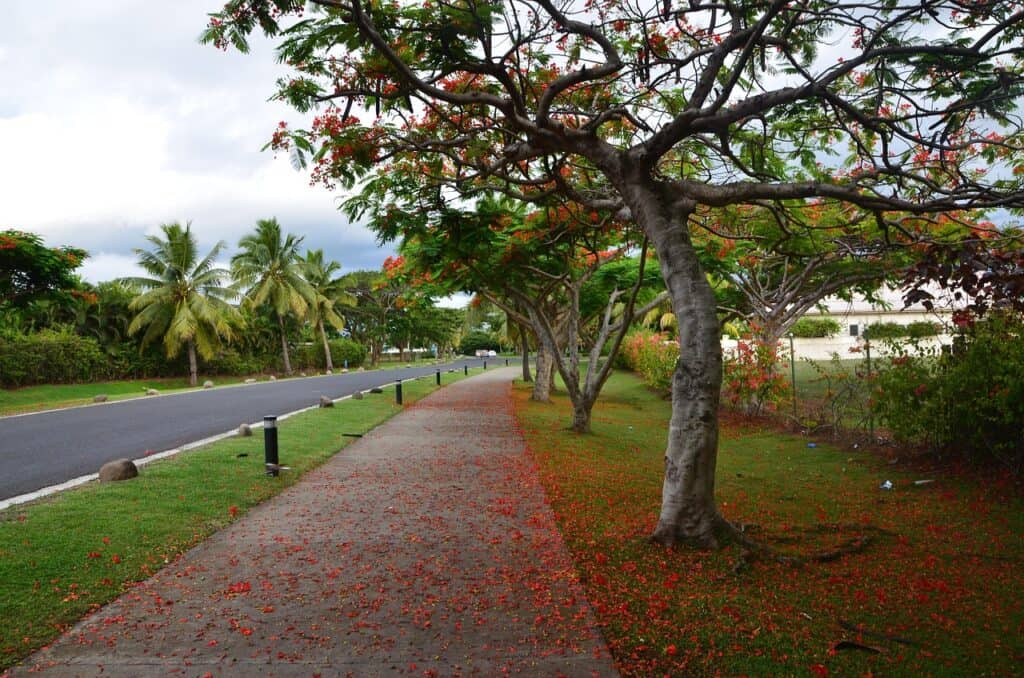Fiji, Tree, Nature image.
