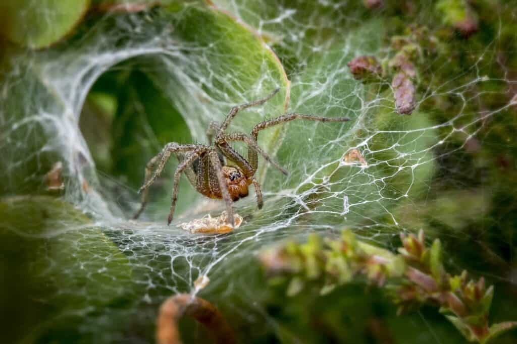 Sydney Funnel Web Spider