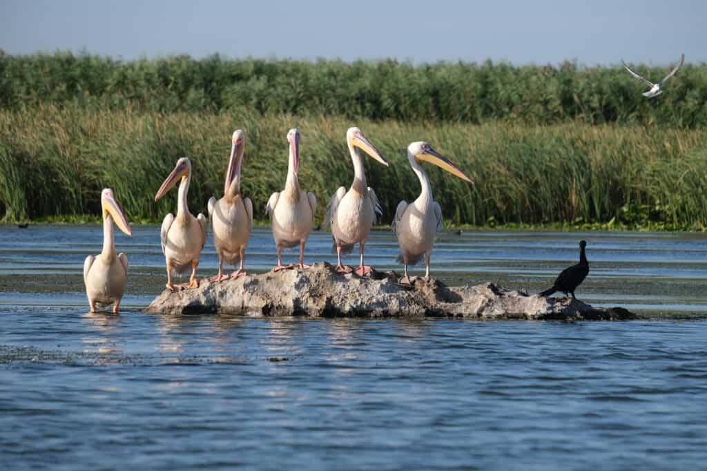 Danube Delta, Romania