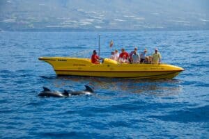wild dolphin eco tour small boat respectful distance”