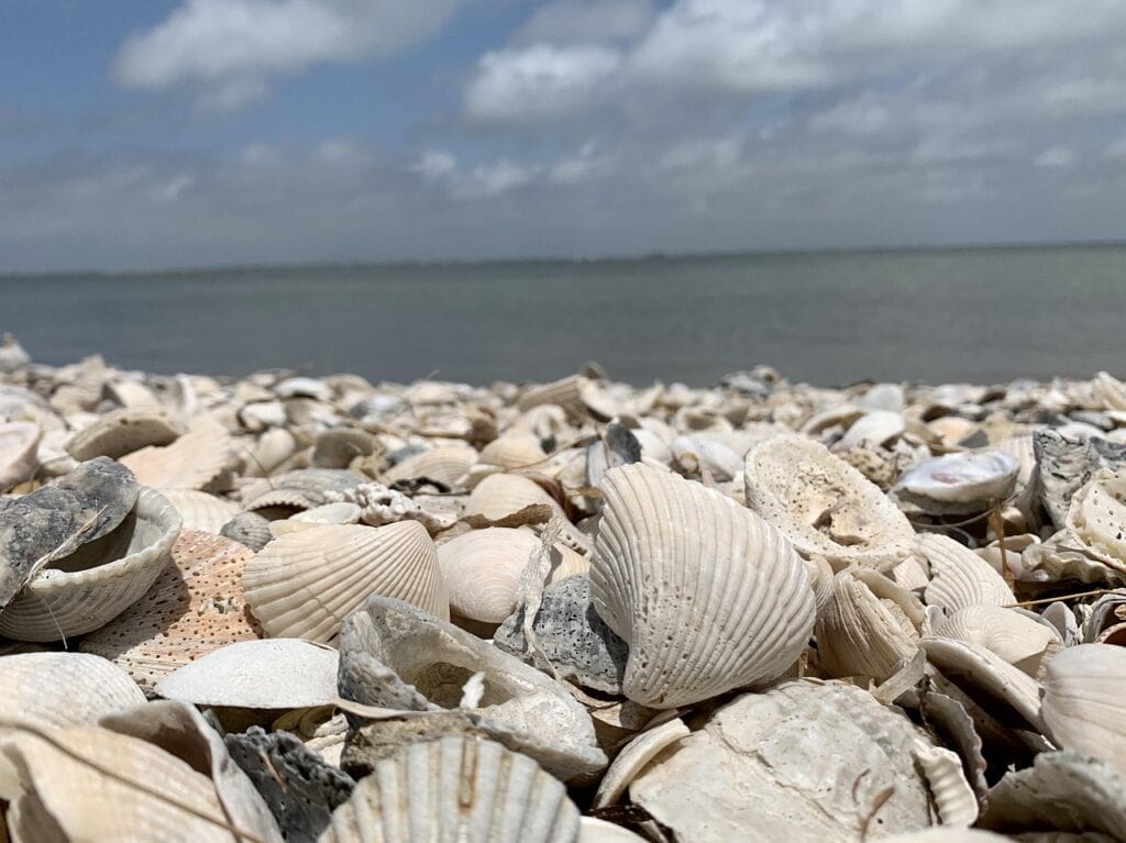 Seashells on a sandy beach with ocean and sky in the background, coastal scenery.