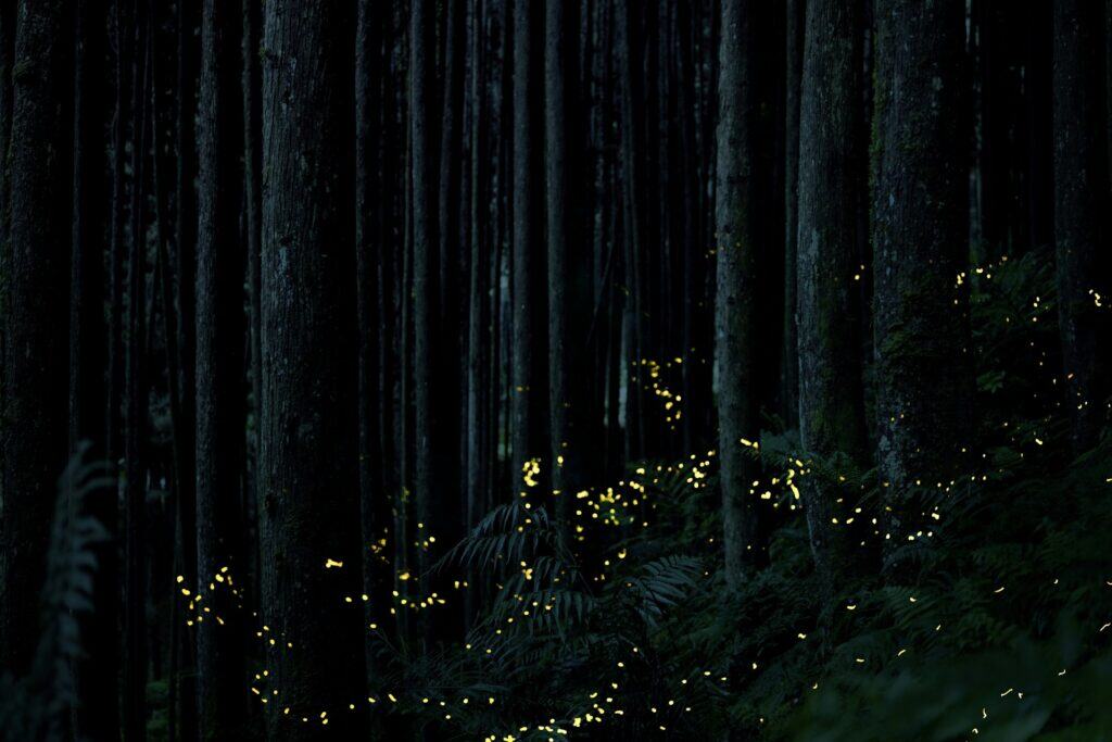 Synchronous Fireflies, Great Smoky Mountains