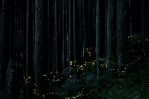 Synchronous Fireflies, Great Smoky Mountains