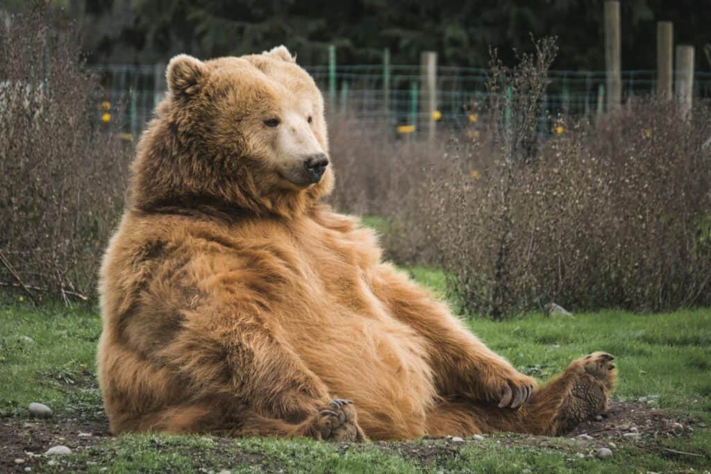 Brown Bear