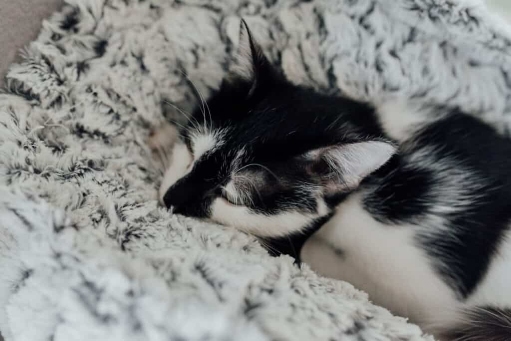 Cat resting peacefully with soft music playing in background