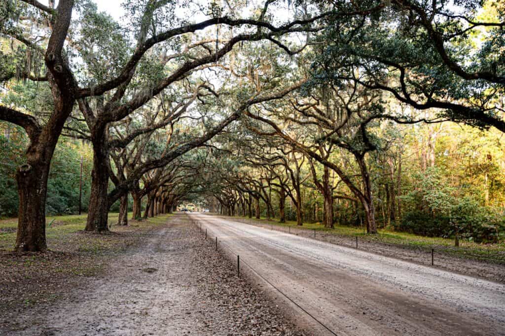 Savannah moss-covered oak trees riverfront sunset