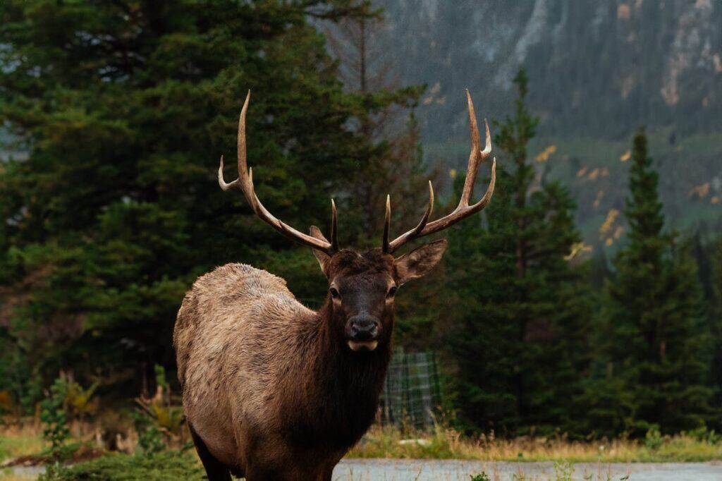Elk Rut, Rocky Mountain National Park, Colorado
