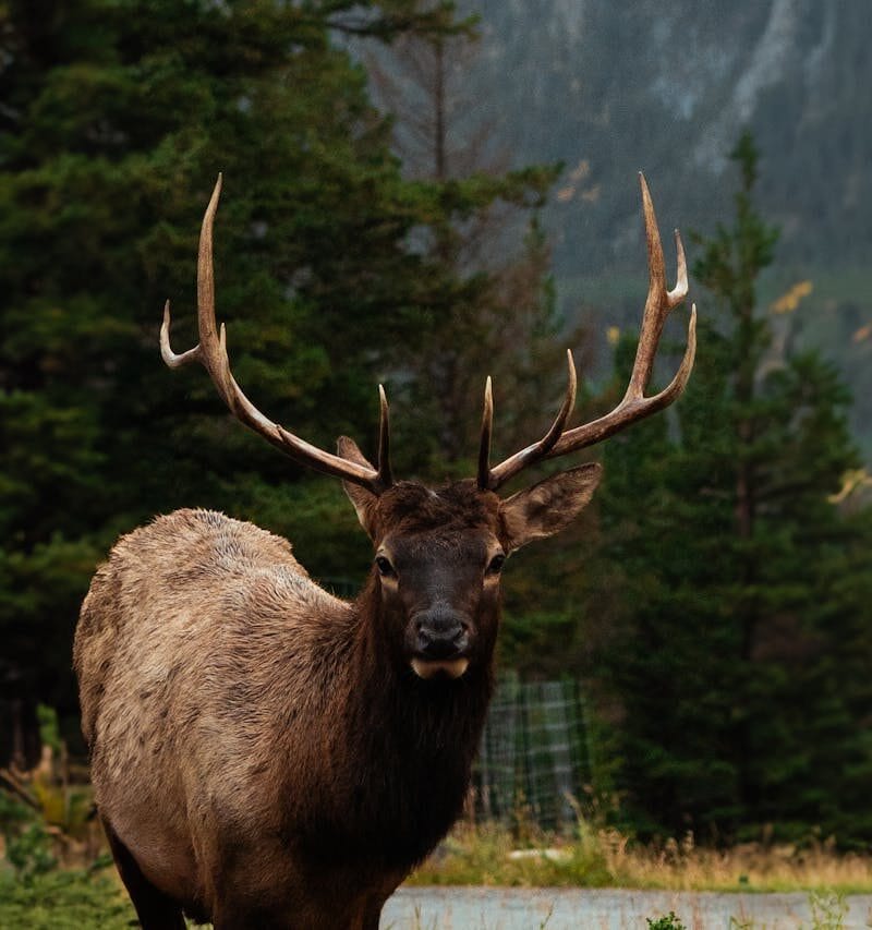 Elk Rut, Rocky Mountain National Park, Colorado