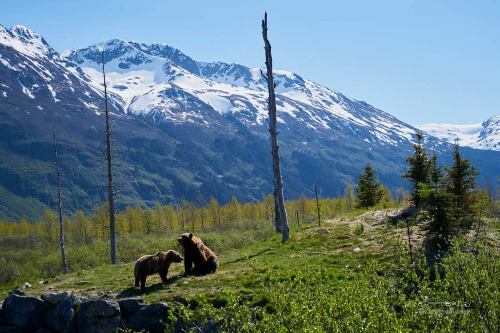 Bears in a scenic mountain landscape with snow-capped peaks and lush greenery, capturing wilderness and wildlife in nature.