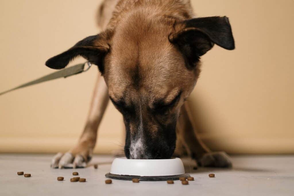 Dog eating light meal before a trip