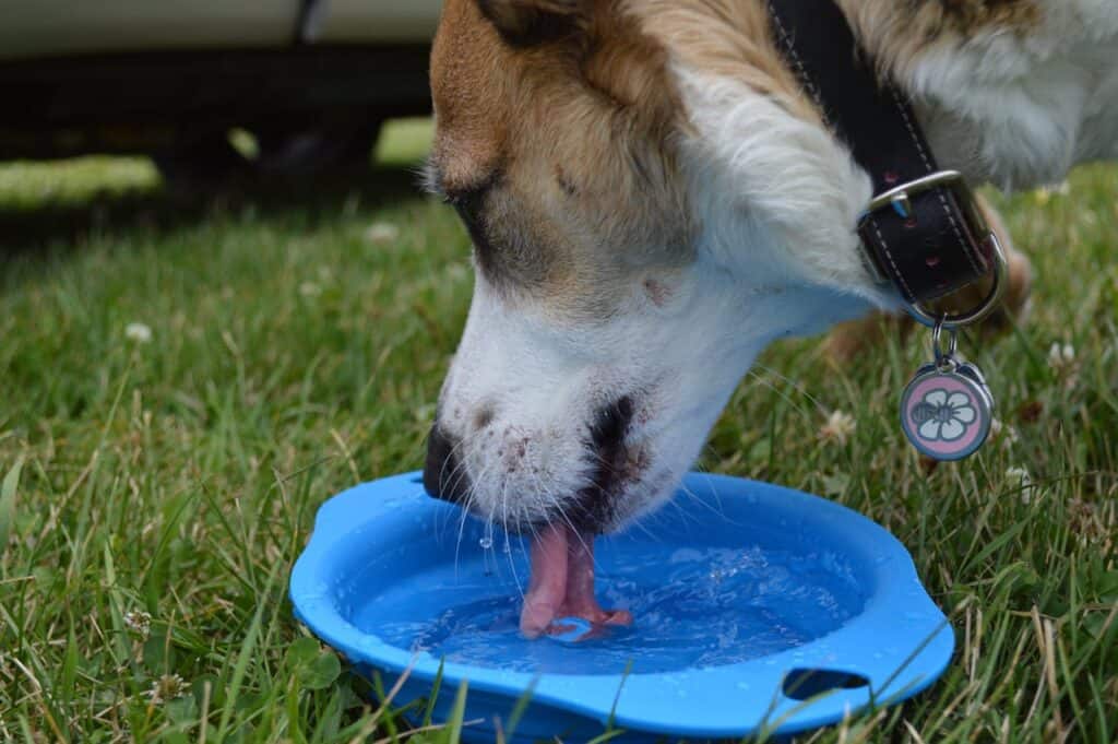 Dog drinking from a collapsible bowl at a rest stop