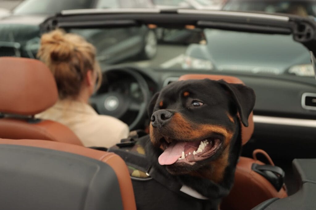 Pet in a car seat during a short drive