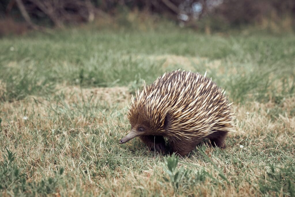 Echidna