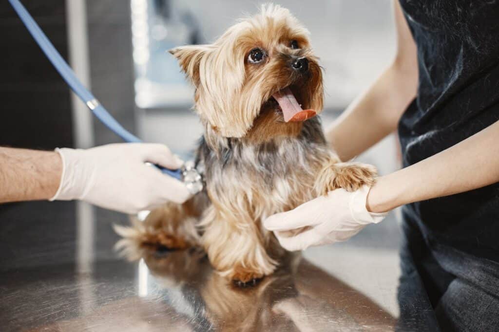 Dog having medical check up