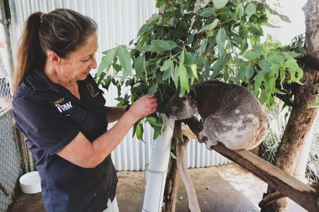 Koala