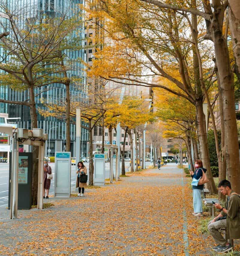 city street fall leaves