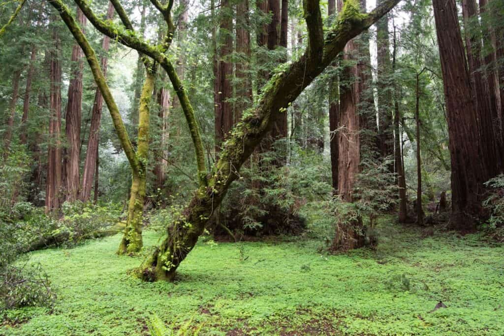 Muir Woods