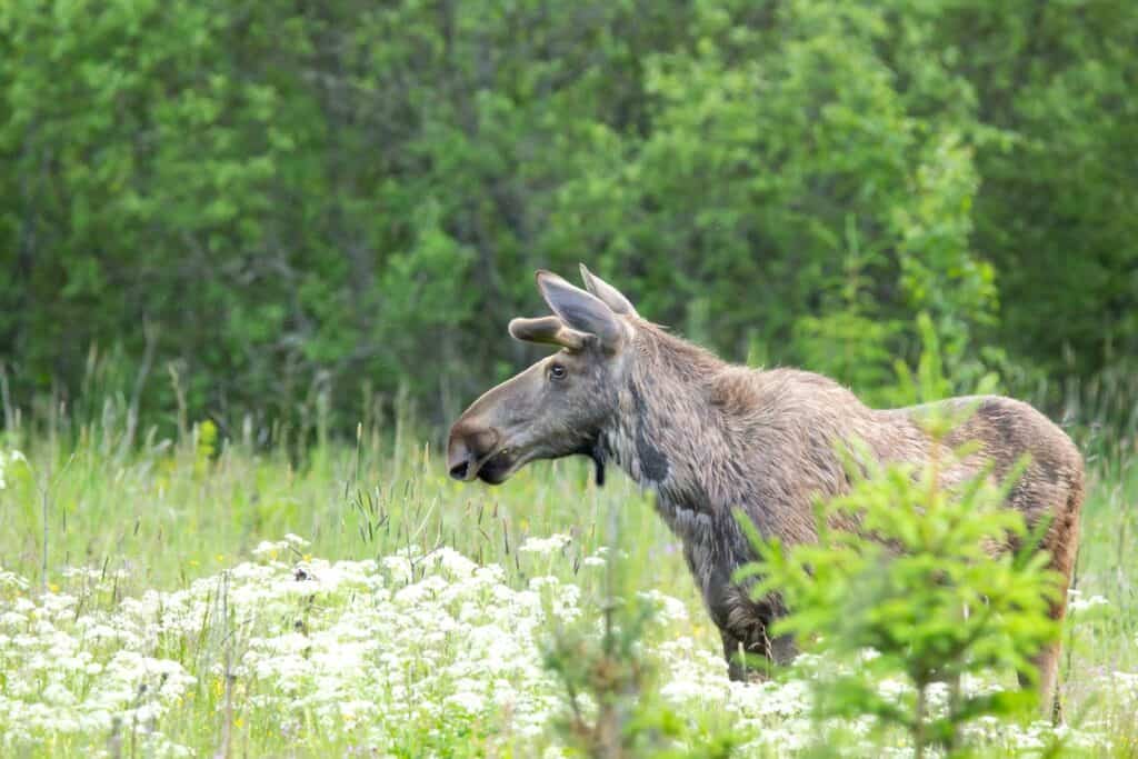 moose near forest edge