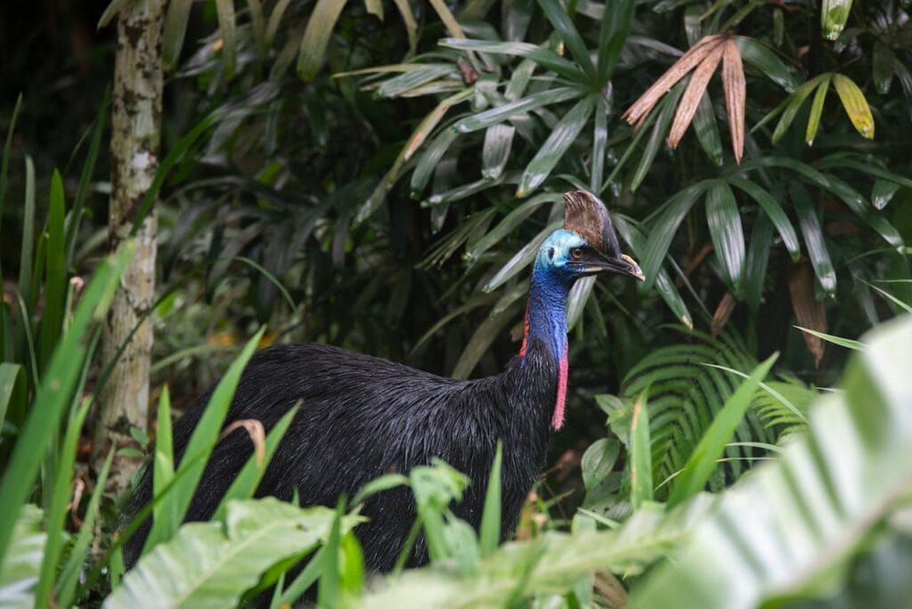 Southern Cassowary