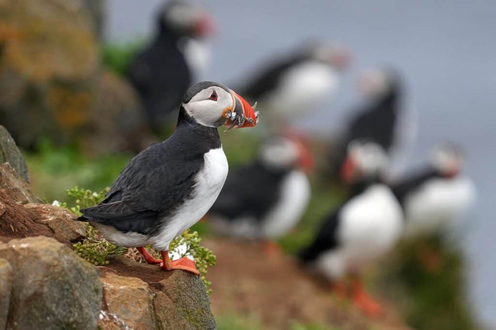 Atlantic Puffins, Maines Offshore Islands