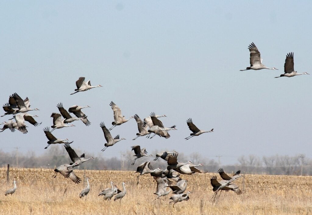 Sandhill Crane Migration, Platte River, Nebraska