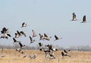 Sandhill Crane Migration, Platte River, Nebraska