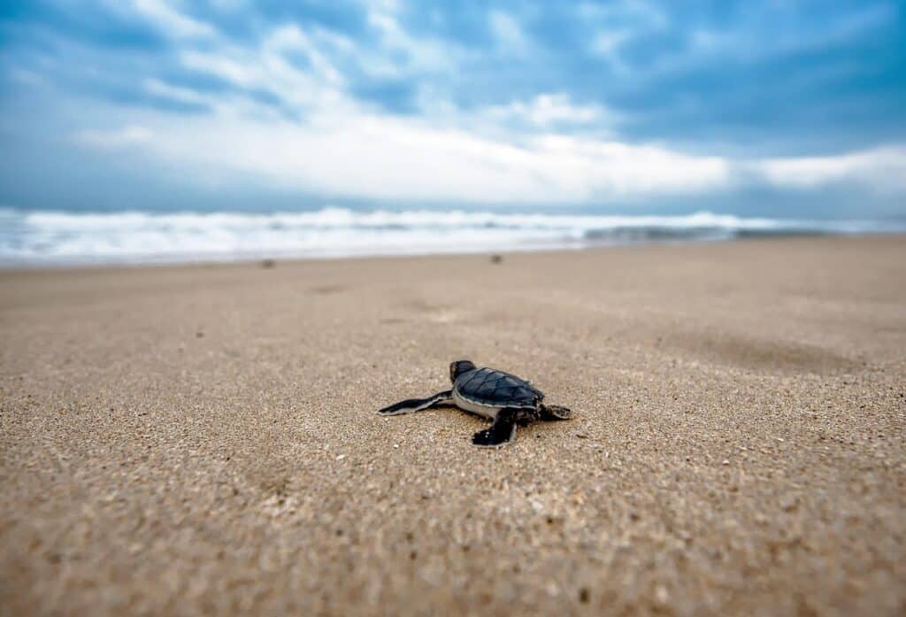 Sea Turtle Nesting, Archie Carr NWR, Florida