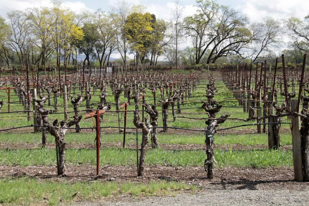 Napa Valley vineyards fall colors golden hills wine country sunset