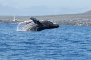 Humpbacks off Maui, Hawaii