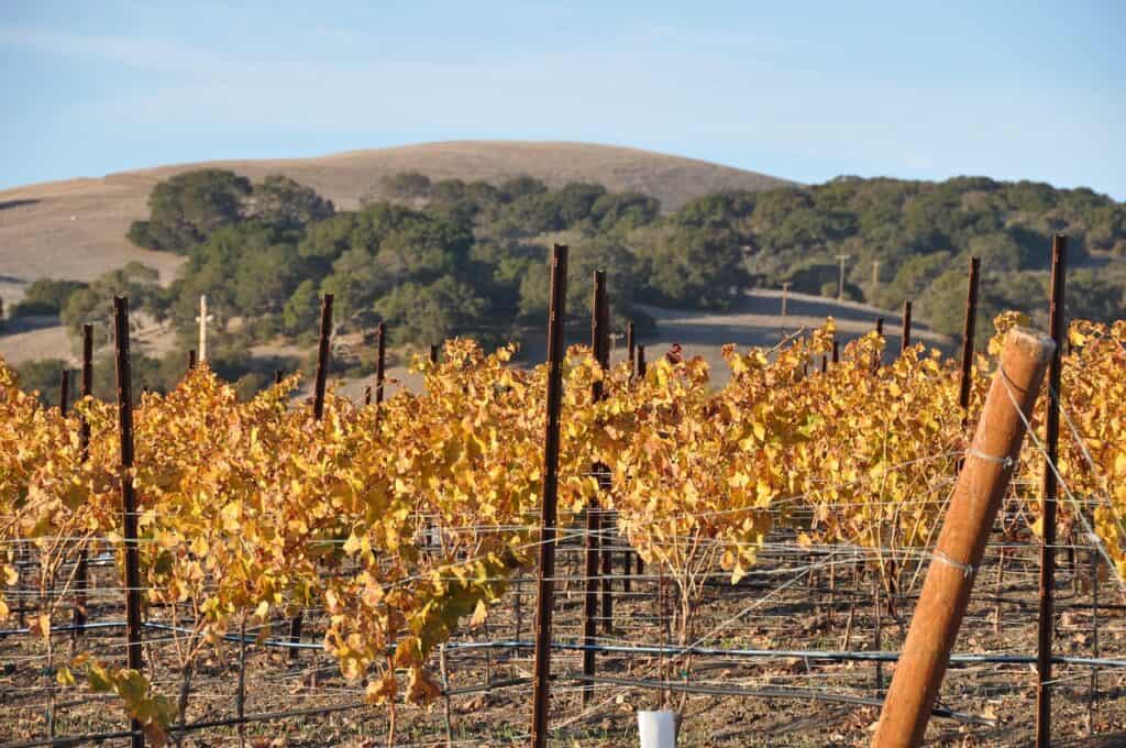 vineyards in Sonoma Valley
