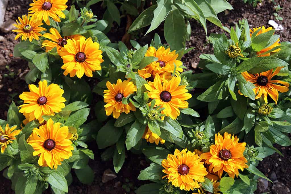 1024px-%22Rudbeckia_hirta%22_Black-eyed_Susan_Gibberd_Garden_Essex_England