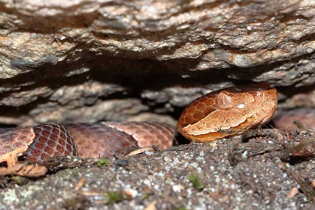 1024px-Agkistrodon_contortrix_Stanton_1