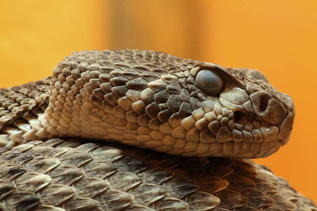 1024px-Crotalus_atrox_diamantklapperschlange_kopf