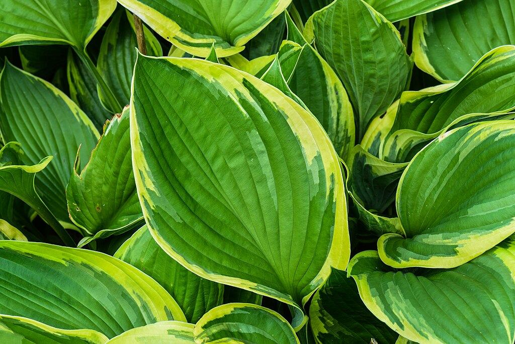 1024px-Hosta_two-tone_3