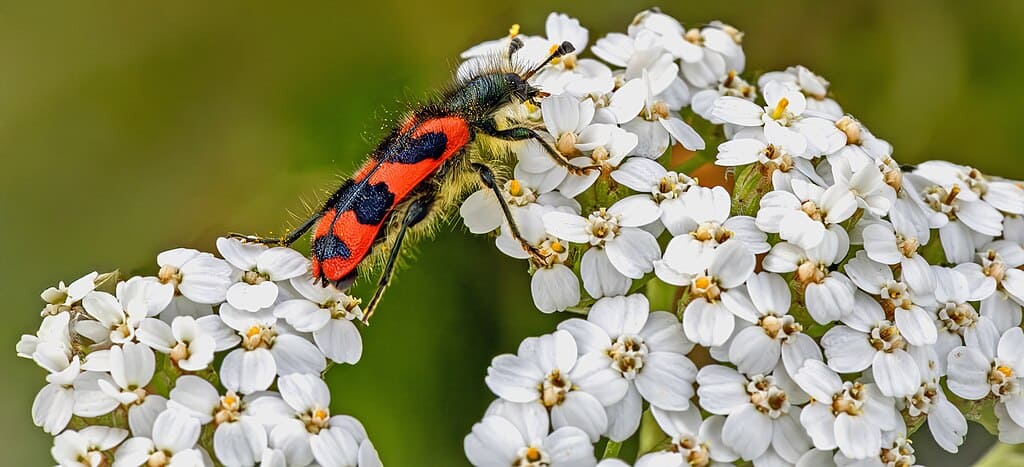 (MHNT) Trichodes alvearius on Achillea millefolium