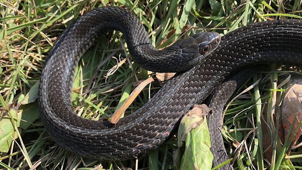 1024px-Melanistic_eastern_garter_snake_(Thamnophis_sirtalis_ssp._sirtalis),_Wellington_North,_Ontario,_CA_(99085291)