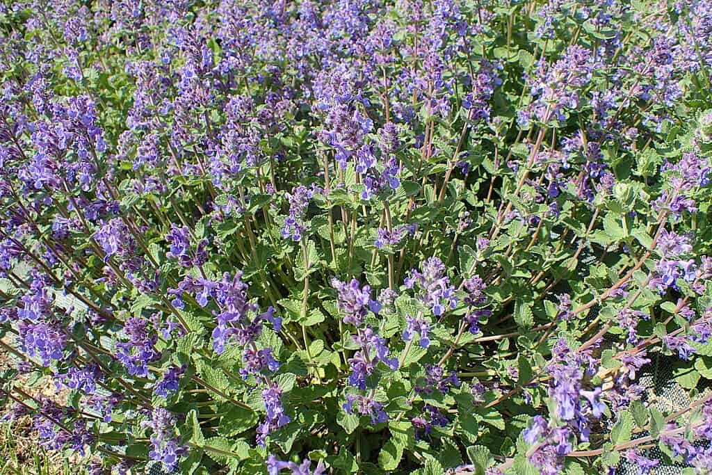 catmint