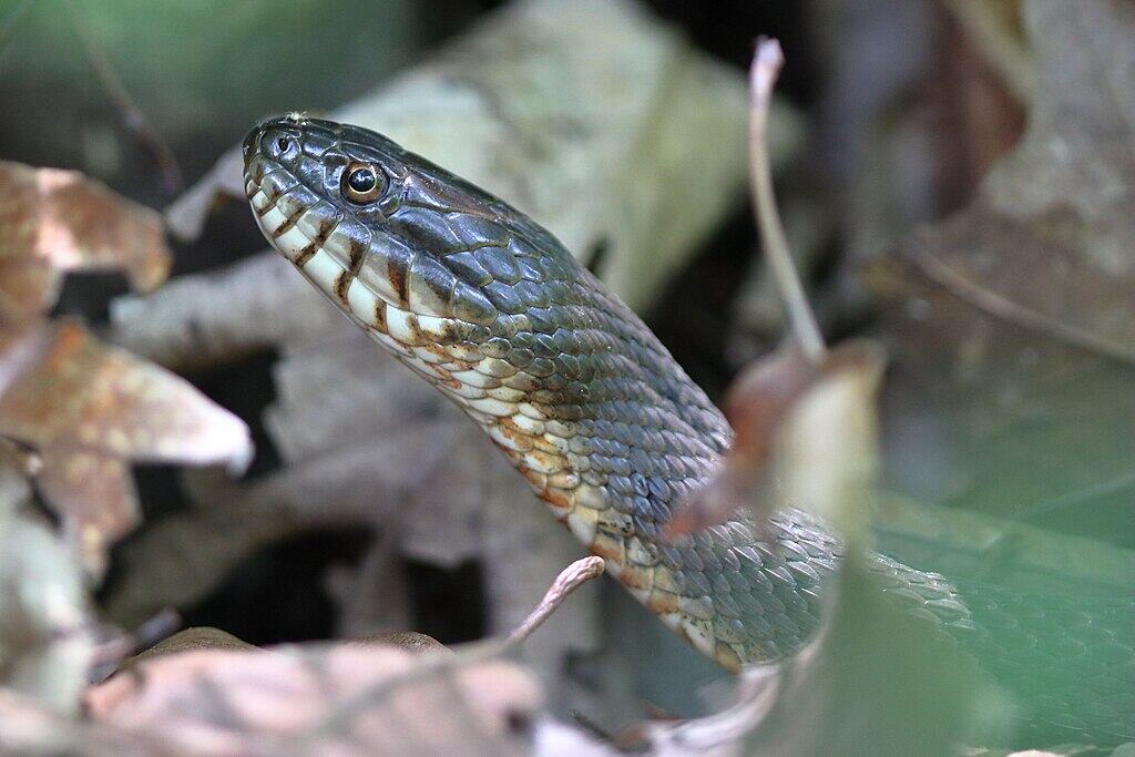1024px-Nerodia_sipedon_Stanton_1