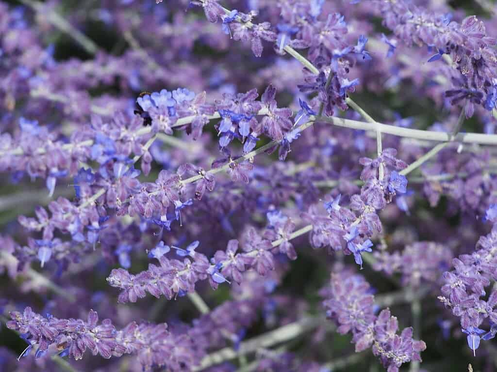 1024px-Salvia_yangii_'Blue_Spire'_2023-08-02_03